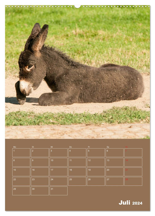 Entzückende Esel - Charmant und liebenswert (CALVENDO Premium Wandkalender 2024)