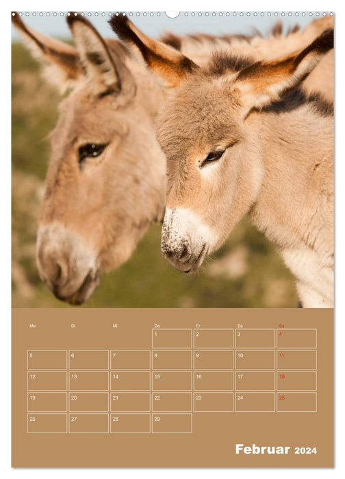 Entzückende Esel - Charmant und liebenswert (CALVENDO Wandkalender 2024)