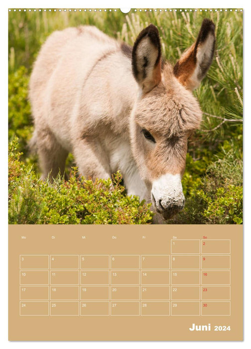 Entzückende Esel - Charmant und liebenswert (CALVENDO Wandkalender 2024)