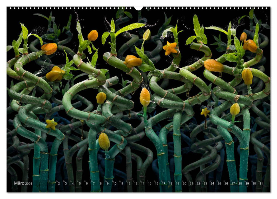 Flora mysteria - Die wundersame Welt des Fotografen Olaf Bruhn (CALVENDO Wandkalender 2024)