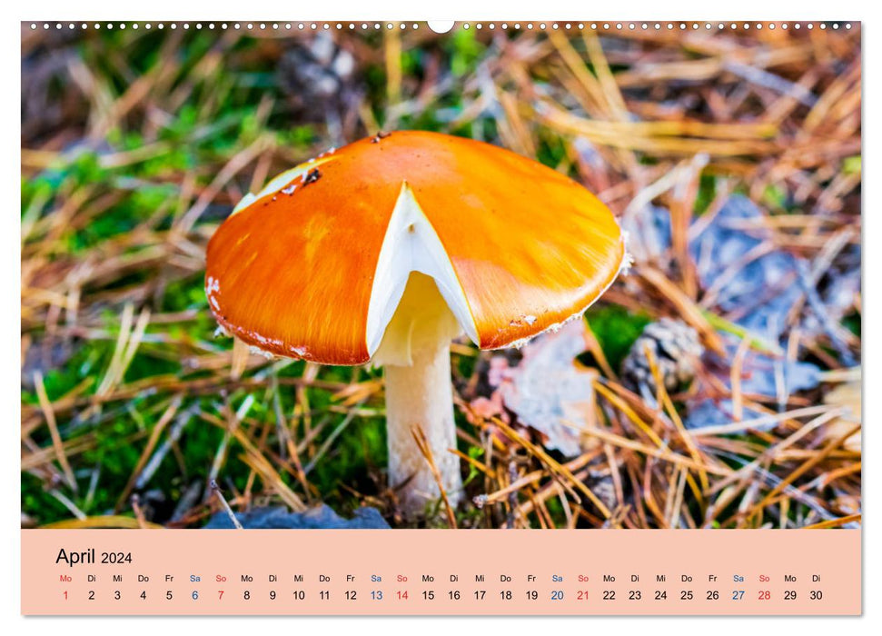Schätze des Waldes - Pilze (CALVENDO Premium Wandkalender 2024)