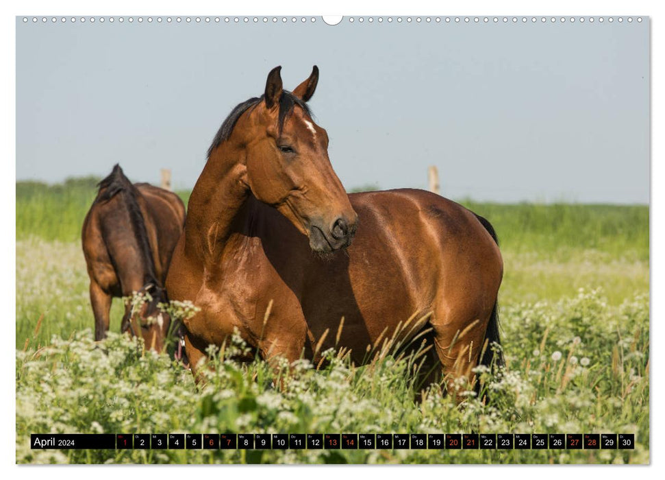 Pferde im Grünen (CALVENDO Premium Wandkalender 2024)