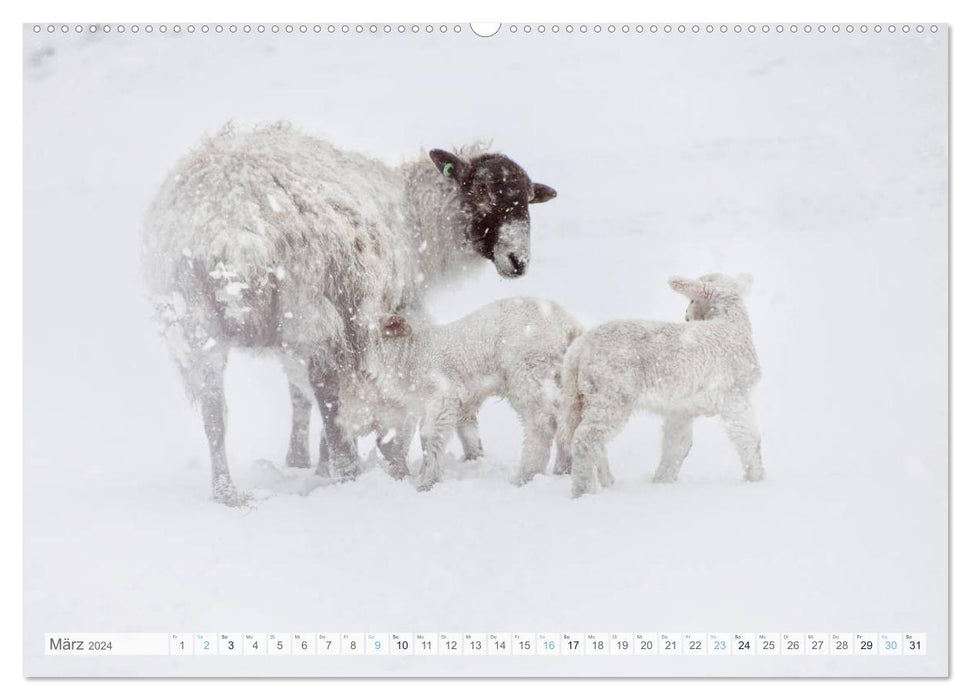 Schafe - Raues Wetter, weiche Wolle (CALVENDO Premium Wandkalender 2024)