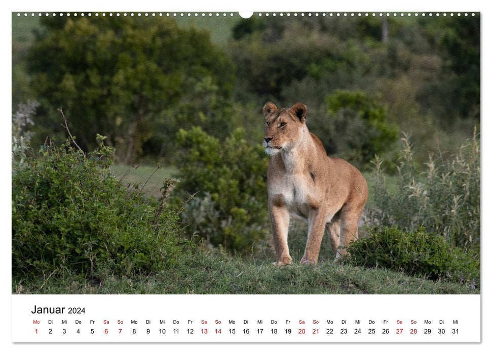 Wildes Kenia - auf Safari im Land der Massai (CALVENDO Premium Wandkalender 2024)