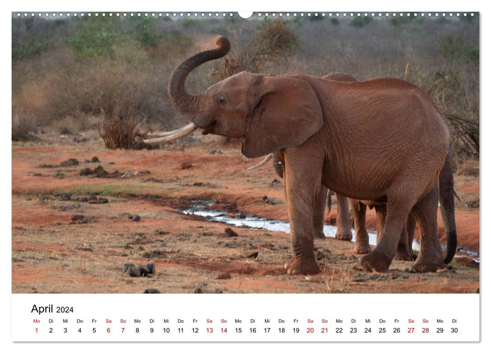 Wildes Kenia - auf Safari im Land der Massai (CALVENDO Premium Wandkalender 2024)