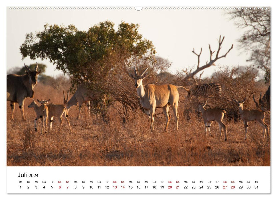 Wildes Kenia - auf Safari im Land der Massai (CALVENDO Premium Wandkalender 2024)