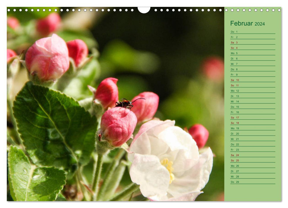 Blumen und Blüten im Garten hinterm Haus (CALVENDO Wandkalender 2024)