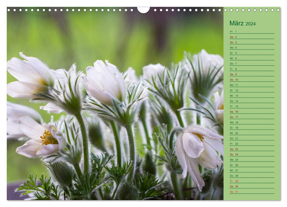 Blumen und Blüten im Garten hinterm Haus (CALVENDO Wandkalender 2024)