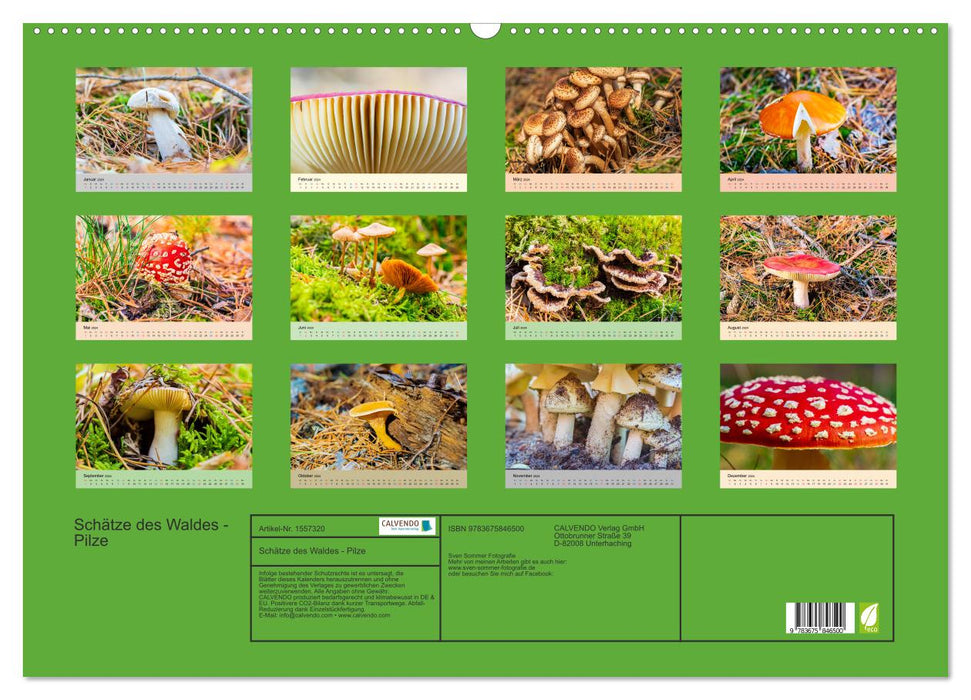 Schätze des Waldes - Pilze (CALVENDO Wandkalender 2024)