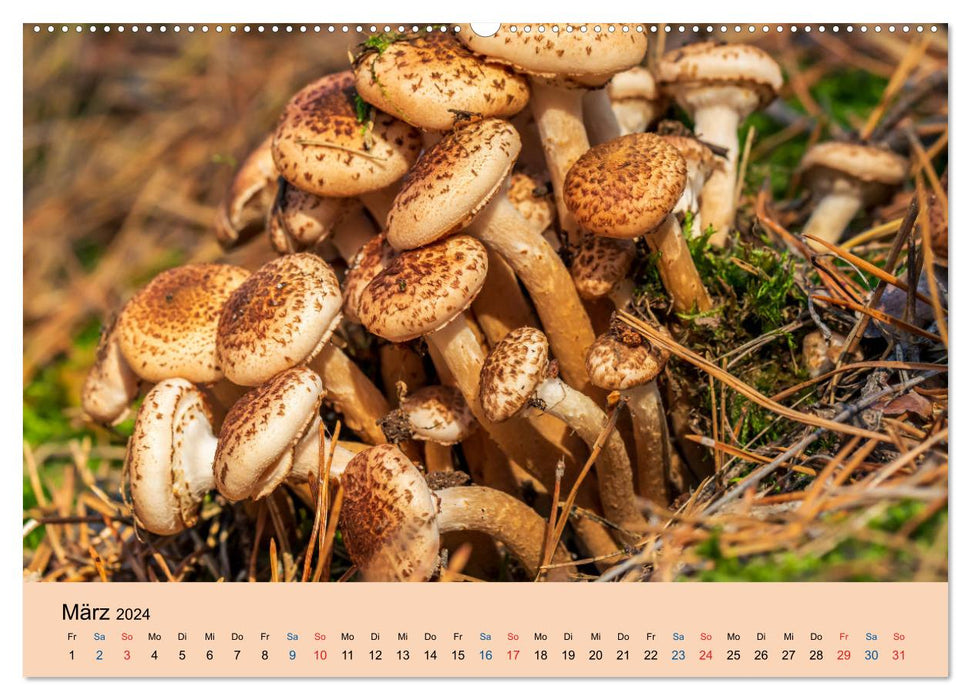 Schätze des Waldes - Pilze (CALVENDO Wandkalender 2024)
