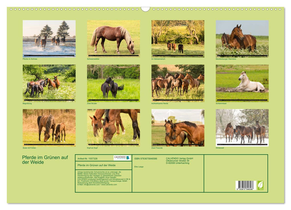 Pferde im Grünen (CALVENDO Wandkalender 2024)