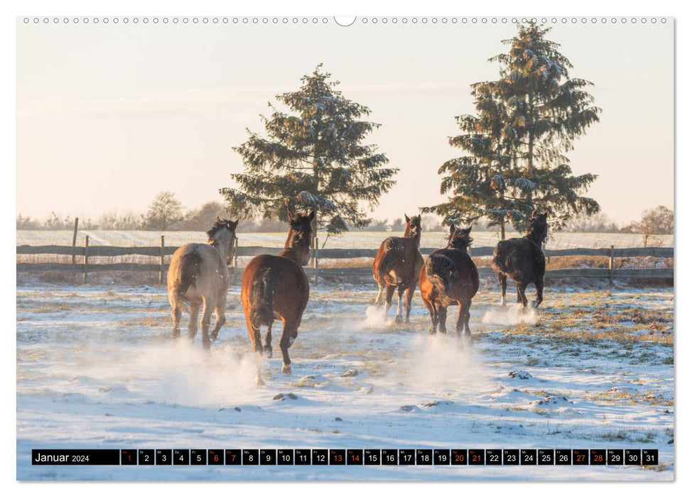 Chevaux à la campagne (Calendrier mural CALVENDO 2024) 