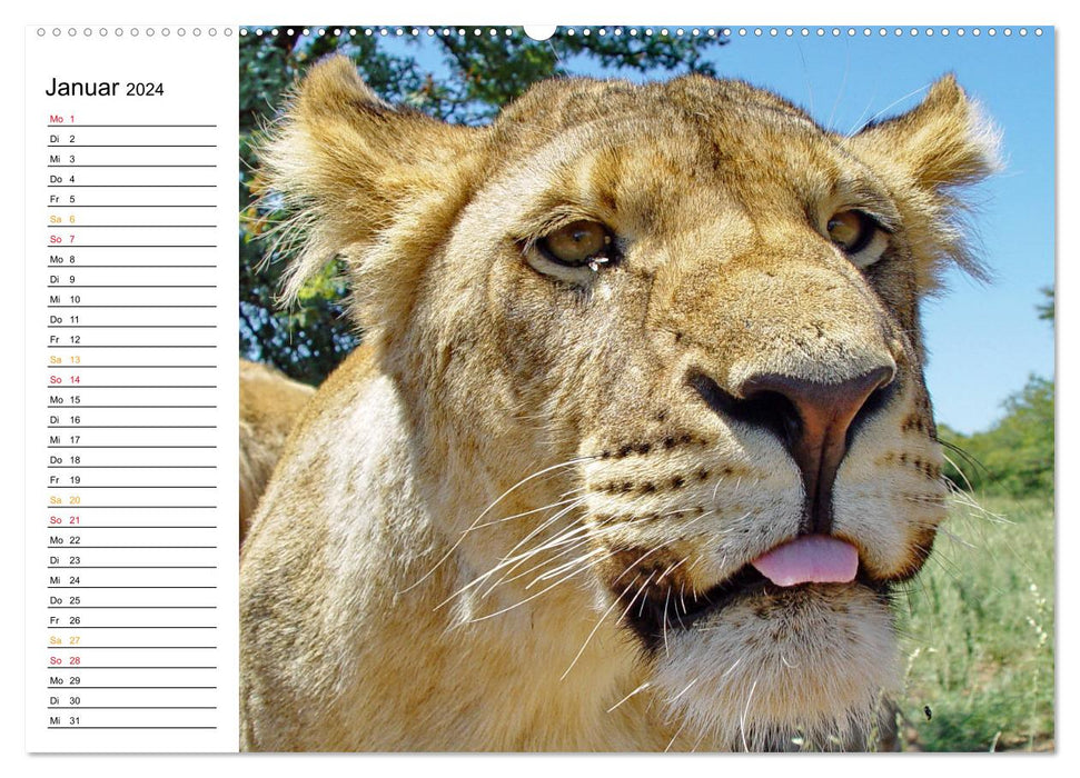 LION KING SELFIES Löwen hautnah (CALVENDO Wandkalender 2024)