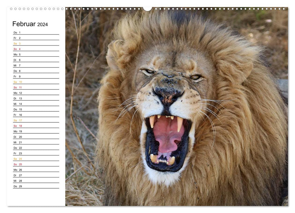 LION KING SELFIES Löwen hautnah (CALVENDO Wandkalender 2024)