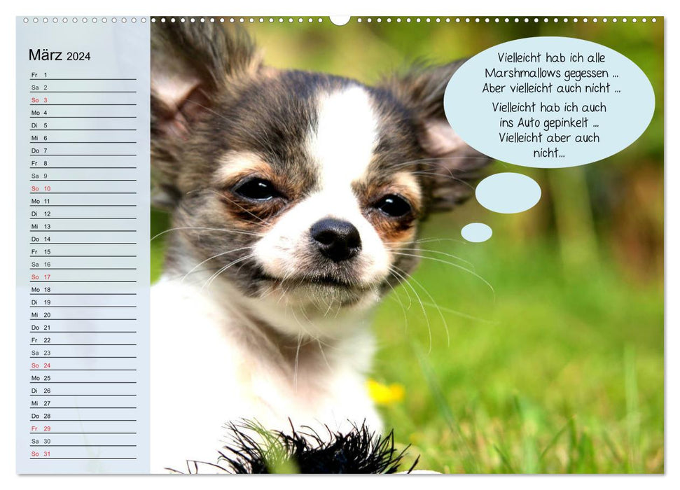 Hurra! Wir gehen Gassi! Abenteuer mit dem Hund! (CALVENDO Wandkalender 2024)