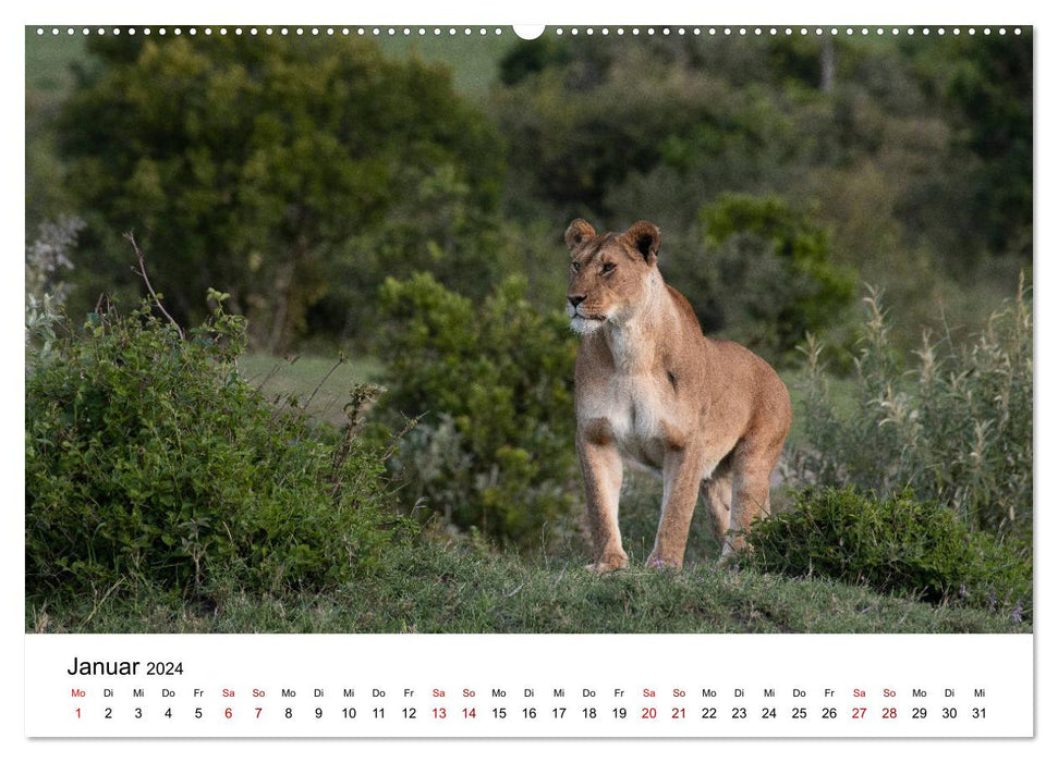 Wildes Kenia - auf Safari im Land der Massai (CALVENDO Wandkalender 2024)