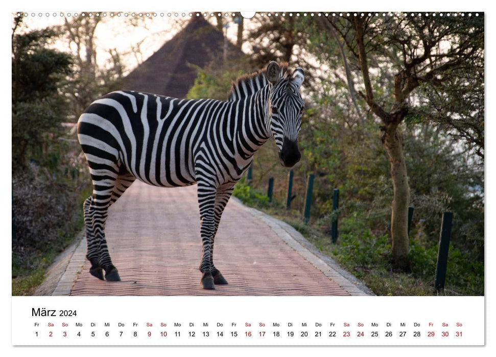 Wildes Kenia - auf Safari im Land der Massai (CALVENDO Wandkalender 2024)