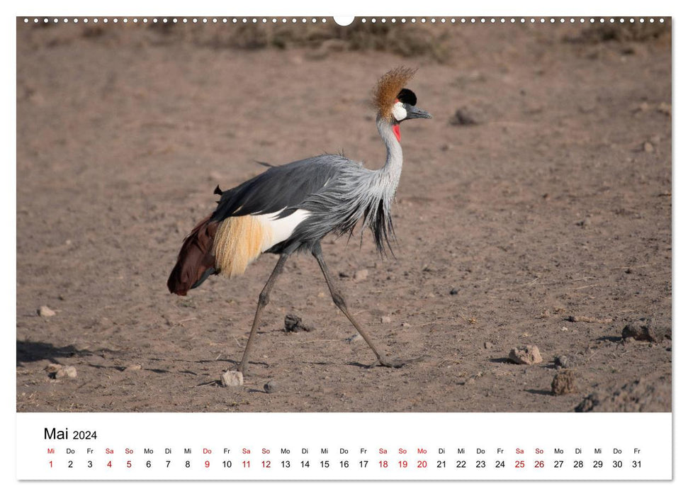 Wildes Kenia - auf Safari im Land der Massai (CALVENDO Wandkalender 2024)