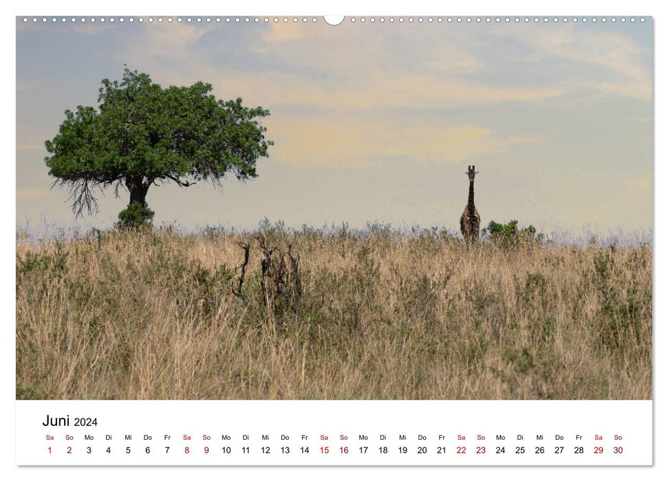 Kenya sauvage - en safari au pays des Massaï (Calendrier mural CALVENDO 2024) 