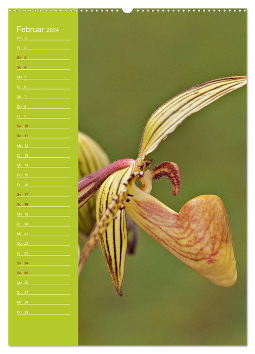 Betörende Orchideenvielfalt (CALVENDO Premium Wandkalender 2024)