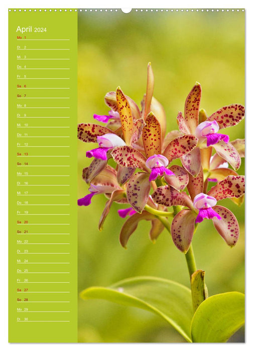 Betörende Orchideenvielfalt (CALVENDO Premium Wandkalender 2024)