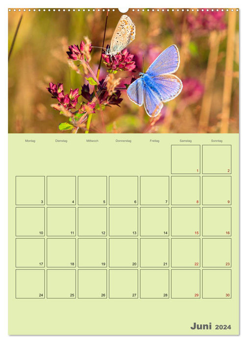 Familienplaner Bunte Pracht der Schmetterlinge (CALVENDO Wandkalender 2024)