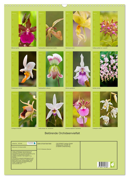 Betörende Orchideenvielfalt (CALVENDO Wandkalender 2024)