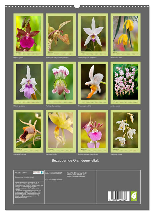 Bezaubernde Orchideenvielfalt (CALVENDO Premium Wandkalender 2024)
