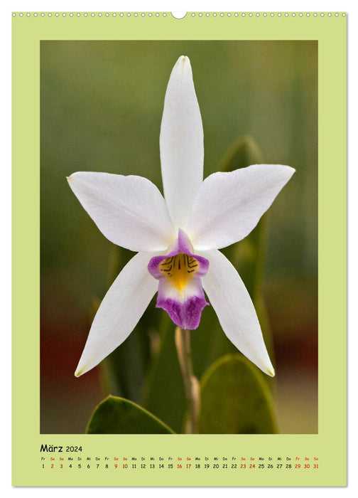Bezaubernde Orchideenvielfalt (CALVENDO Premium Wandkalender 2024)
