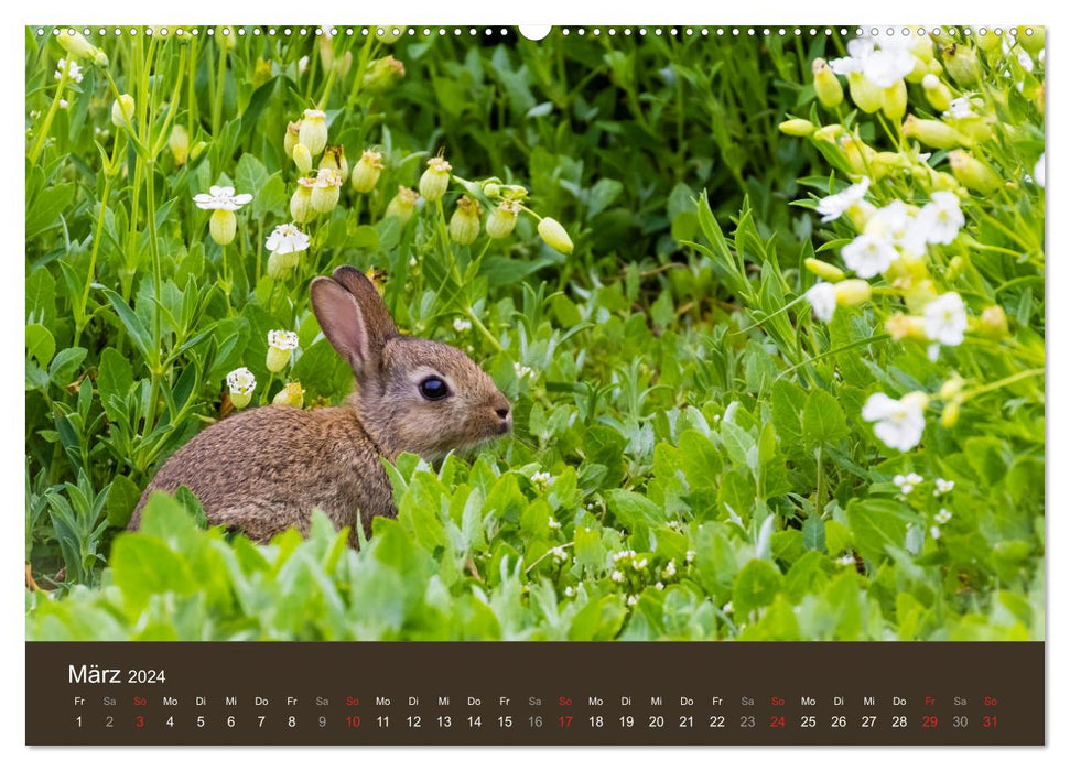 Isle of May - Ein schottisches Vogelparadies (CALVENDO Premium Wandkalender 2024)