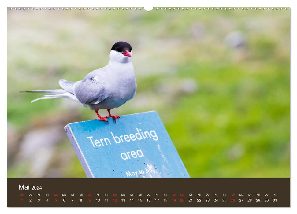 Isle of May - Ein schottisches Vogelparadies (CALVENDO Premium Wandkalender 2024)