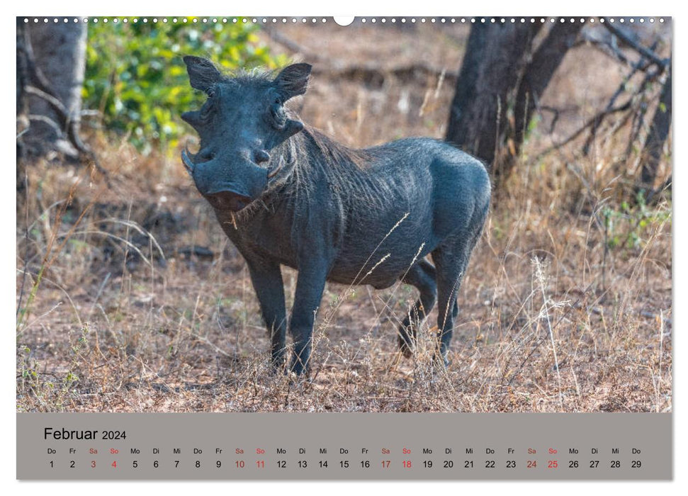 Tierische Augenblicke in Südafrika (CALVENDO Premium Wandkalender 2024)