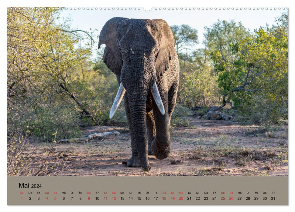 Tierische Augenblicke in Südafrika (CALVENDO Premium Wandkalender 2024)