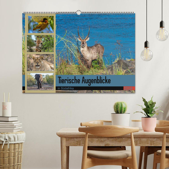 Tierische Augenblicke in Südafrika (CALVENDO Wandkalender 2024)