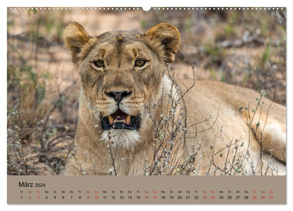 Tierische Augenblicke in Südafrika (CALVENDO Wandkalender 2024)