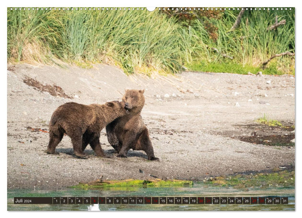 Grizzlybären im Katmai Nationalpark Alaska (CALVENDO Premium Wandkalender 2024)