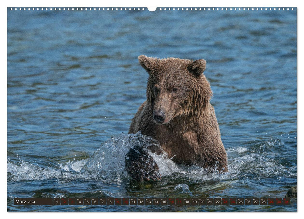 Grizzlybären im Katmai Nationalpark Alaska (CALVENDO Wandkalender 2024)