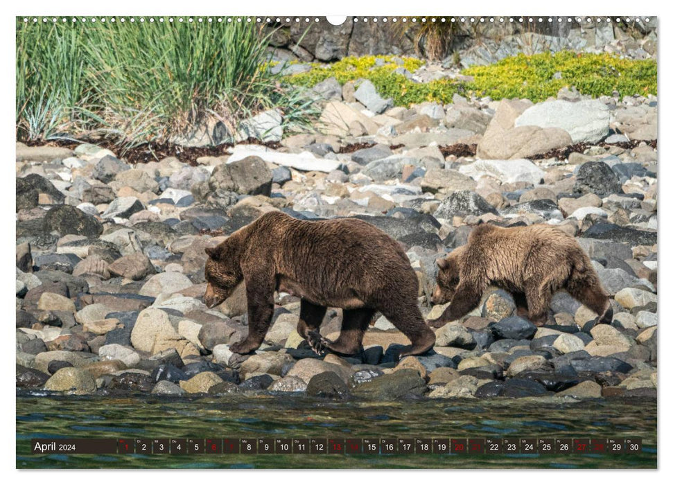 Grizzlybären im Katmai Nationalpark Alaska (CALVENDO Wandkalender 2024)