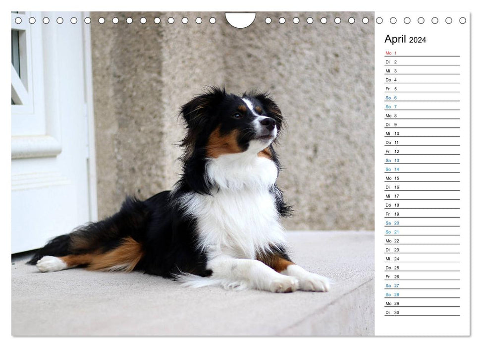 Australian Shepherd Tri Color (CALVENDO Wandkalender 2024)