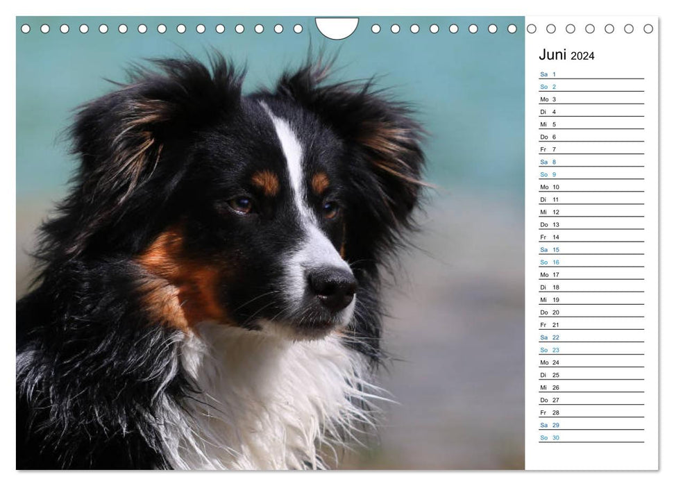 Australian Shepherd Tri Color (CALVENDO Wandkalender 2024)