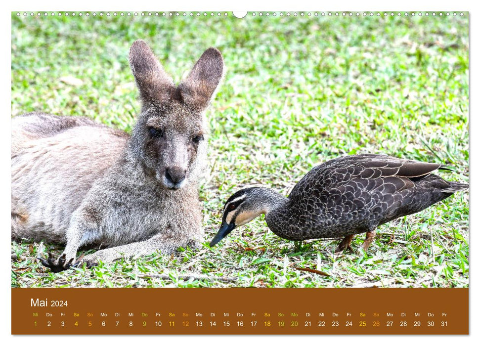 Kängurus, sprunghafte Gesellen (CALVENDO Premium Wandkalender 2024)