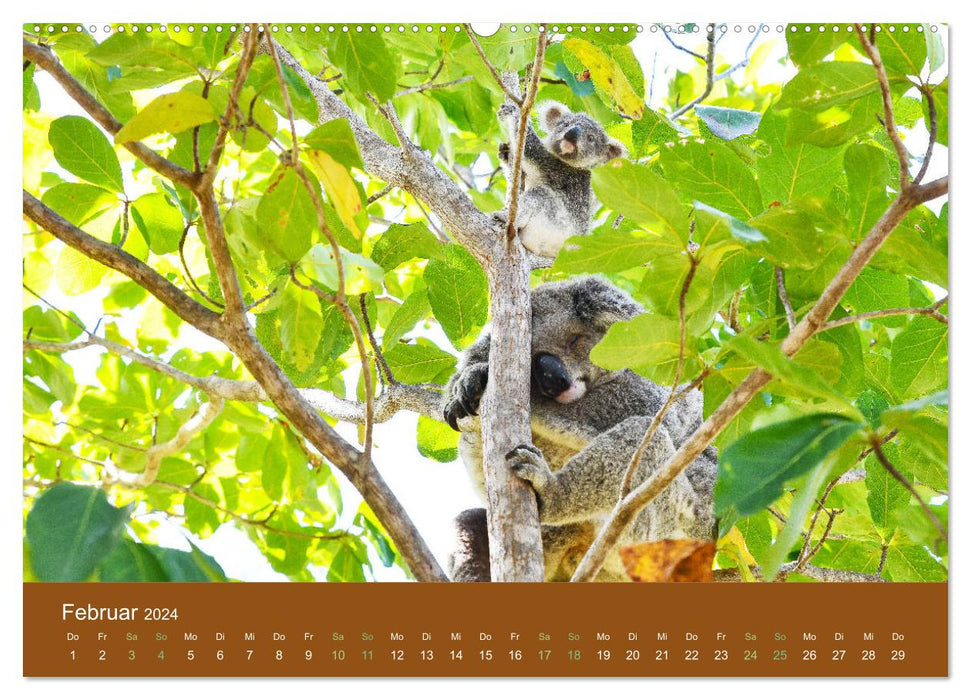 Koalas, putzige Gesellen (CALVENDO Premium Wandkalender 2024)
