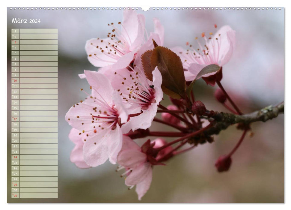Kleine Schönheiten im Garten (CALVENDO Premium Wandkalender 2024)