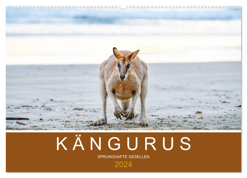 Kängurus, sprunghafte Gesellen (CALVENDO Wandkalender 2024)