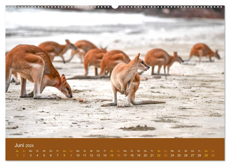 Kangourous, les gars nerveux (Calendrier mural CALVENDO 2024) 