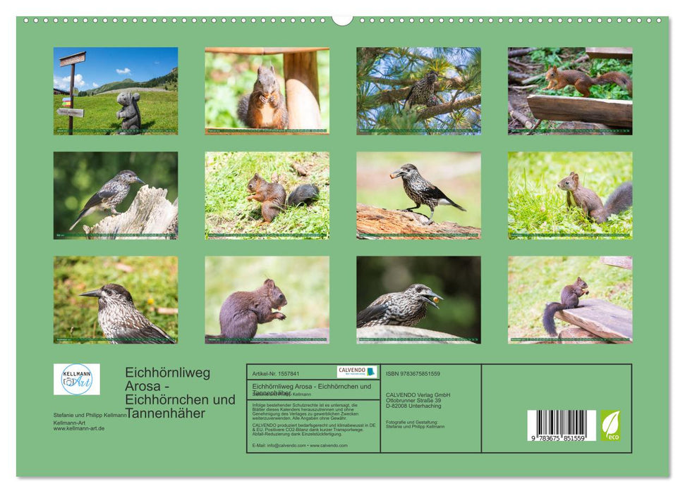 Eichhörnliweg Arosa - Eichhörnchen und Tannenhäher (CALVENDO Premium Wandkalender 2024)