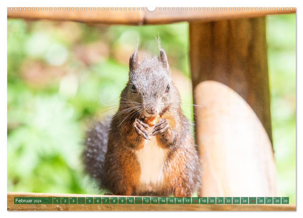 Eichhörnliweg Arosa - Eichhörnchen und Tannenhäher (CALVENDO Premium Wandkalender 2024)