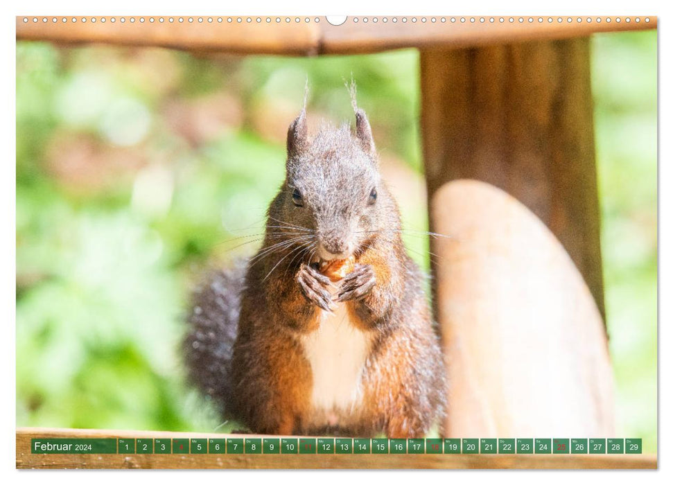 Squirrel Trail Arosa – Écureuils et geais des pins (Calvendo Premium Wall Calendar 2024) 