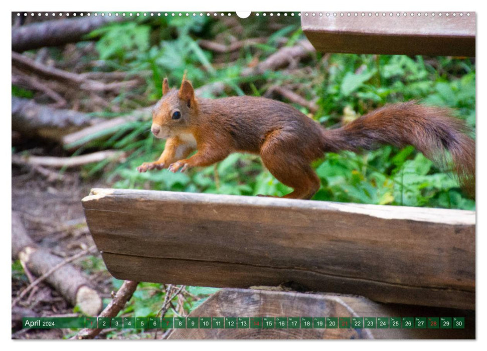 Squirrel Trail Arosa – Écureuils et geais des pins (Calvendo Premium Wall Calendar 2024) 