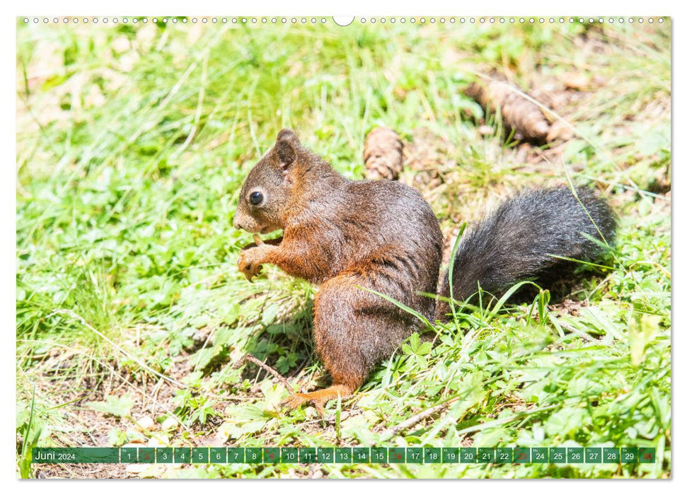 Eichhörnliweg Arosa - Eichhörnchen und Tannenhäher (CALVENDO Premium Wandkalender 2024)